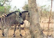 Zebre