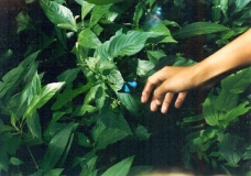 Mariposa azul