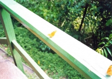 Mariposas
