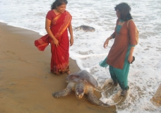 why,why,why these turtles are dying