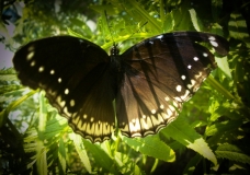 Butterfly In Green leaf!