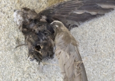 Dying Birds!