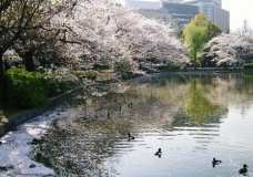 japan: yokohama