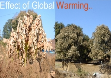 Effect of Global Warming!