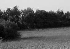 Summer Field
