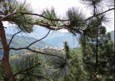 Kusturica's Village Landscape, Summer 2003