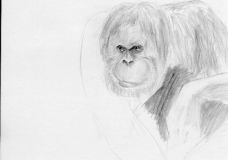 Orangutan Portrait Pencil