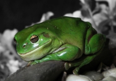 Green Tree Frog