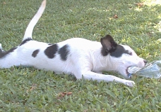 Cachorro