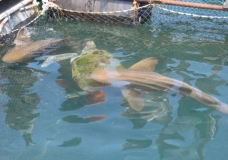OH...FISH