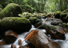 Kirama North Queensland Rainforest