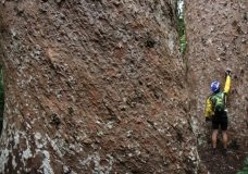 Twin Bull Kauri Pines