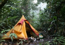 Living in the Rainforest