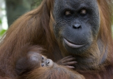 Sumatran Orangutan