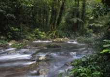 Brindle Creek