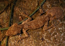 Leaf-tailed Gecko