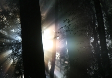 Sub-tropical Rainforest