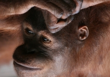 Bornean Orangutan