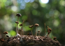 Bornean Pygmy Elephant Dung