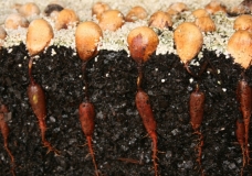 Bunya Nuts