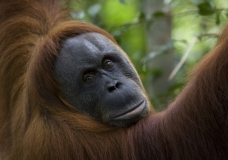 Sumatran Orangutan Pongo abelii
