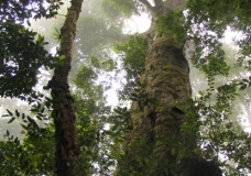 Antarctic Beech