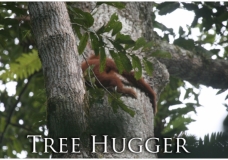 Orangutan Tree Hugger