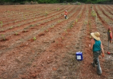 Cassowary Connectivity Tree Planting