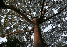 Dipterocarp Tree