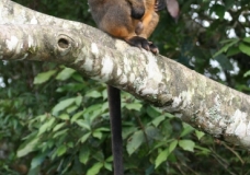 Lumholtz Tree Kangaroo