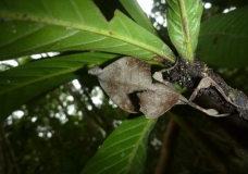 Dead Leaf Praying Mantis, Deroplatys desiccata