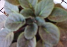 Folhas de uma violeta