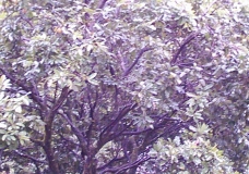 Arvore