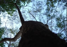 Copa de uma arvore