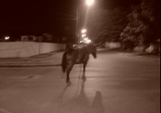 Cavalo no asfalto