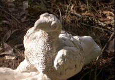 Eagle(detail)