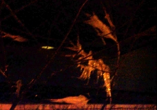 Icesicle at Night