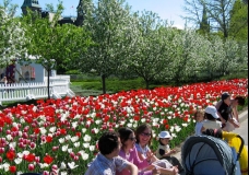 Tulip Festival