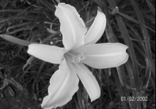 black & white