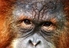 Orangutan