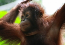 Orangutan we met at Lok Kawi Wildlife Park, Sabah