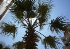 Tree means oxygen