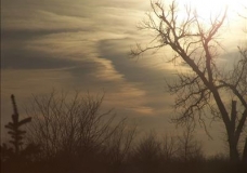 Enlightended Tree