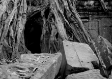 BWTreeCave