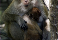 MonkeysLunch