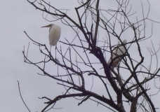 lonly bird