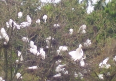 Bunch of Birds in White