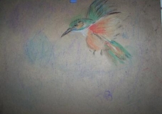 Humingbird