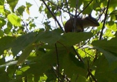 Squirl