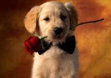 What is love